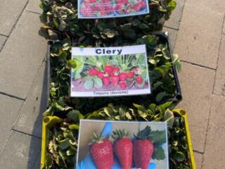 Рассада клубники / Rasad de capsuna Poze reale!
