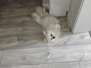 Предлагаю кобеля породы чихуахуа для спаривания.