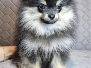 Продаются щенки! Померанский шпиц!