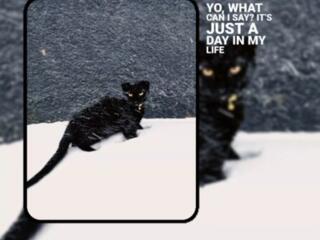 Вислоухий кот