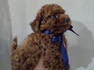 Щенки той пуделя доступны для резервирования