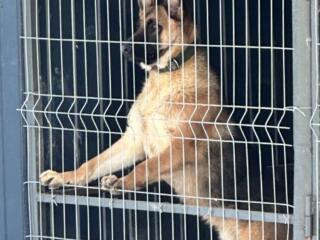 Внимание! Ищем подругу