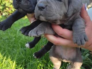 Великолепные щенки Кане-Корсо