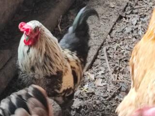 Продам декоративного петуха и курочку.