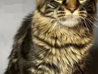 Продам кошку мейн-кун