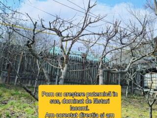 Curtea dvs, merită un viitor mai bun!