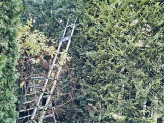 Ordine și curățenie în grădina dvs, sau curte