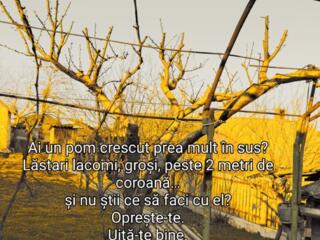 Servicii premium de îngrijire grădină & curte 