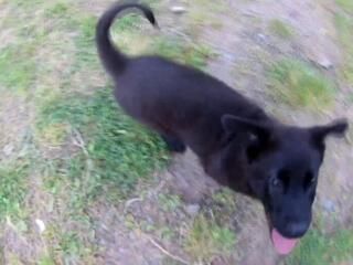 Бесплатно раздаются щенки.