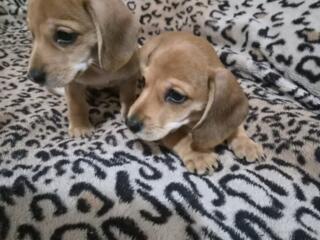 Продаются два очаровательных щенка таксы! 