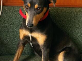 Отдам на передержку