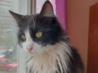 Котики и кошечки в добрые руки!