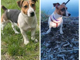 Щенки джек рассела