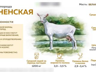 Продам Козу с козочкой зааненской породы.