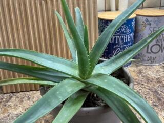 Алоэ вера, Хойя