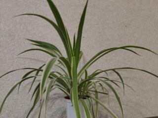 Комнатные цветы недорого