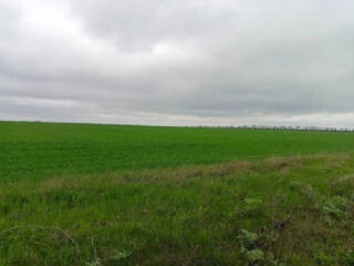 Предлагается к продаже участок 8 соток в пригороде Одессы - Большая ..