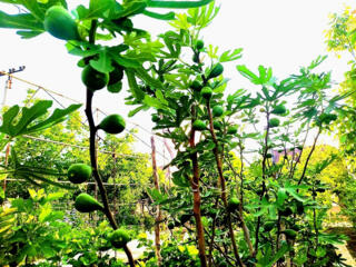 Smochin. Puieti 200 - 350 lei. Soi Dalmatian. Инжир. Сорт Далматский