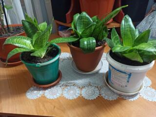 Продам комнатные цветы