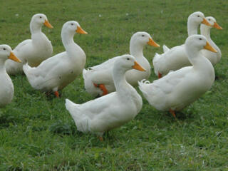 Требуются женщины на работу!