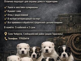 Щенки Алабая САО - ПРОДАЖА