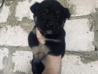 Отдам в добрые руки прелестных щенят)