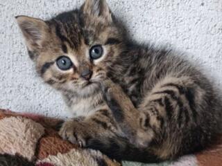 Мальчик готовится в добрые ручки. папа-мама крысоловы.