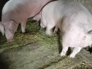 Продам свиней