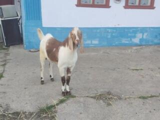Продам козлика