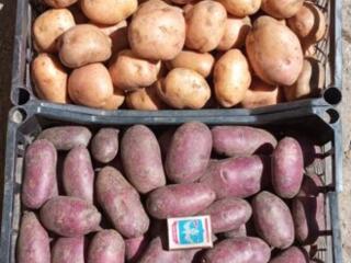 Продам домашний картофель Глиное Слободзейский район
