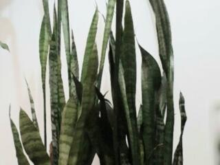 Сансевьера. Цветущая кливия. Монстера. Сингониум. Хойя. Филодендрон