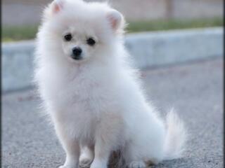 Щенок померанского шпица, девочка, мини размера