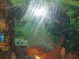 Продаются аквариумные рыбки