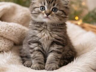 Шотландский котенок. Мальчик