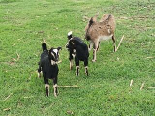 Продам козлят