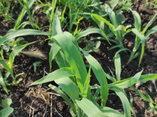 Семена СУДАНСКОЙ ТРАВЫ