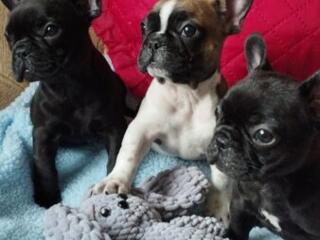 В продаже Французские Бульдоги