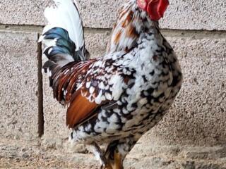 Карликовые петухи Бентамки