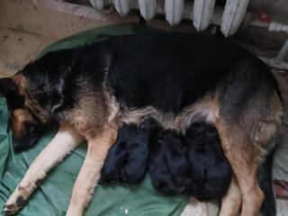 Продам щенков