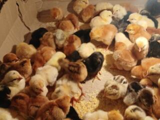 Суточные цыплята мясо-яичный породы