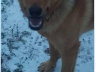 Щенки от овчарки бесплатно