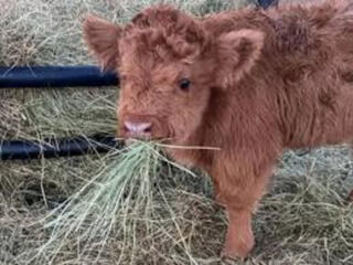Куплю, для выращивания на мясо, подрощенных: бычка, козлят, ягнят.