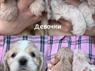 Продажа Американский Кокер - спаниель
