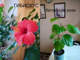 Комнатные цветы