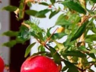 Комнатные гранат лимон инжир маракуйя перец чили. Доставим.