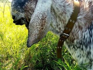 Ищу козла для покрытия коз