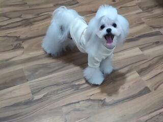 Кукольные щенки мальтезе