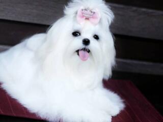 Кукольные щенки мальтезе