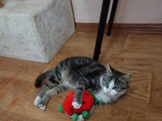 Котенка в хорошие руки