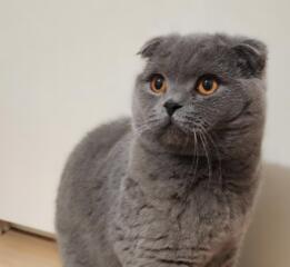 Вязка. Шотландец Скоттиш-фолд